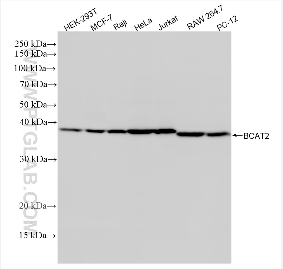 Western Blot (WB) analysis of various lysates using BCAT2 Recombinant antibody (86367-1-RR)