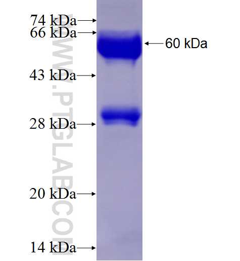 BCAT2 fusion protein Ag9573 SDS-PAGE