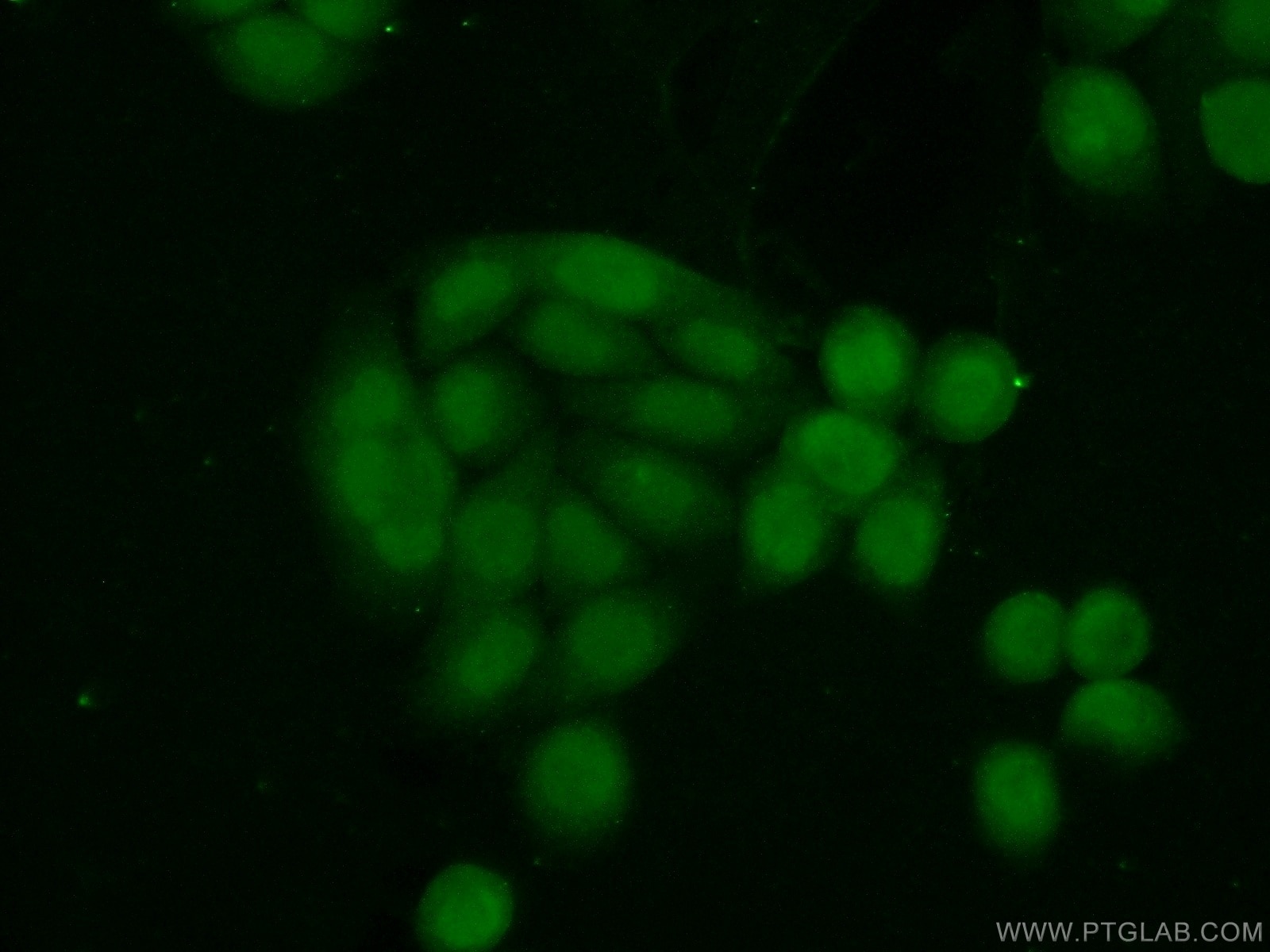 Immunofluorescence (IF) / fluorescent staining of HeLa cells using BCCIP Polyclonal antibody (16043-1-AP)