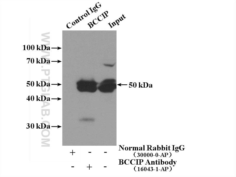 Immunoprecipitation (IP) experiment of HeLa cells using BCCIP Polyclonal antibody (16043-1-AP)
