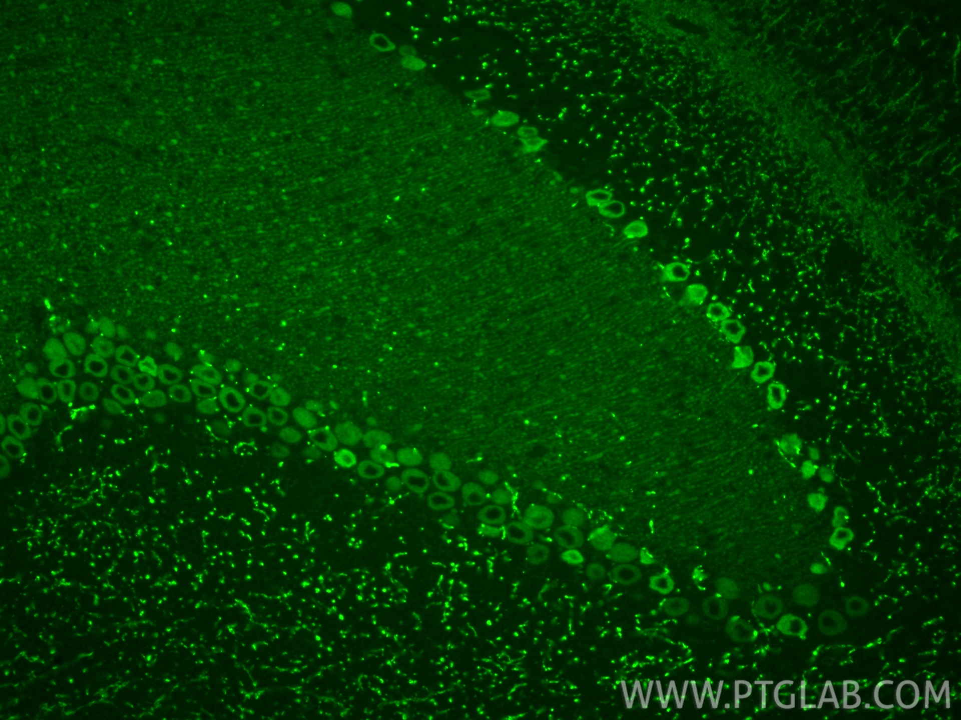 IF Staining of mouse cerebellum using 83309-1-RR Immunofluorescence (IF) / fluorescent staining of mouse cerebellum tissue using BCDIN3D Recombinant monoclonal antibody (83309-1-RR)