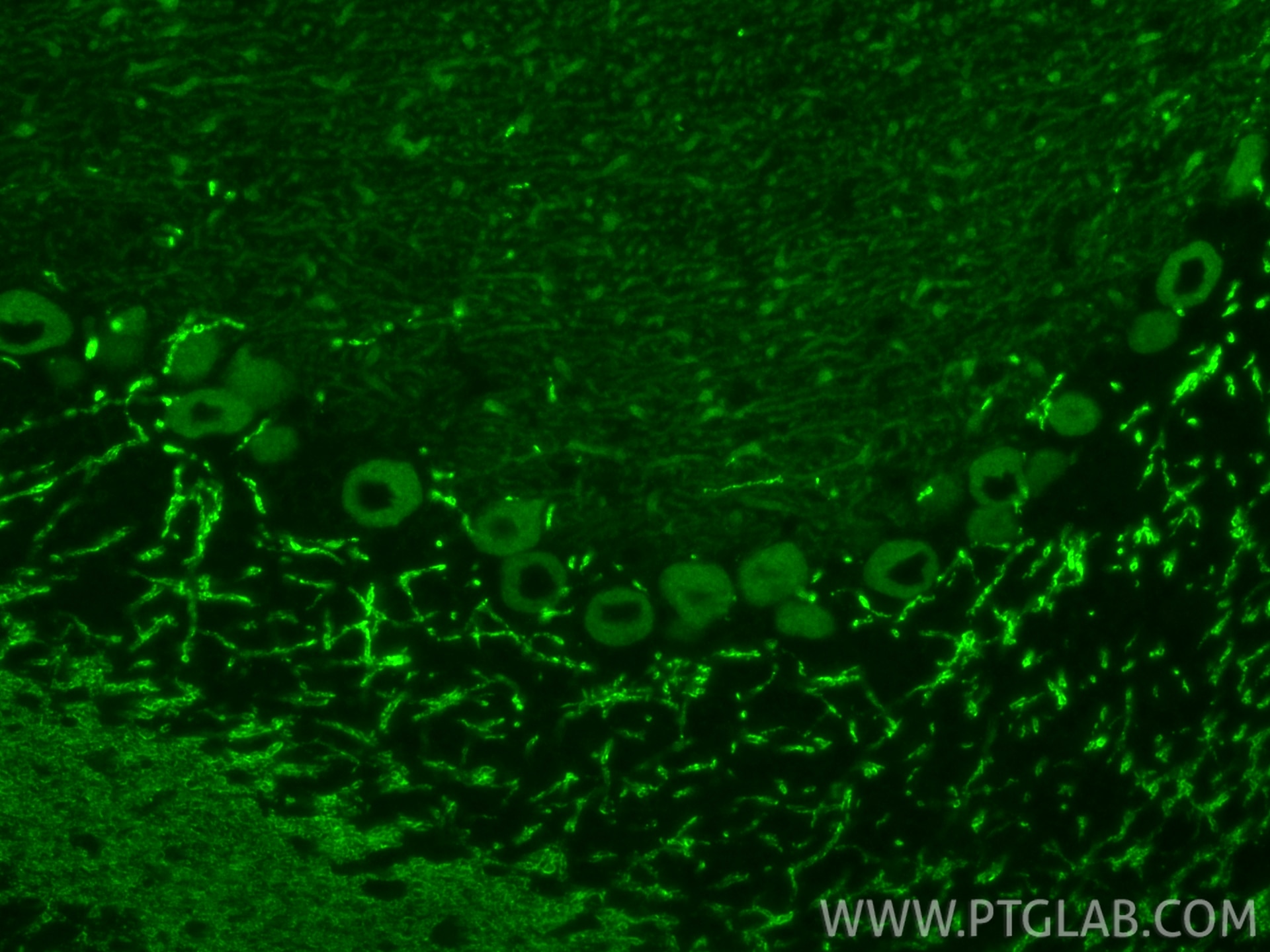 IF Staining of mouse cerebellum using 83309-1-RR Immunofluorescence (IF) / fluorescent staining of mouse cerebellum tissue using BCDIN3D Recombinant monoclonal antibody (83309-1-RR)
