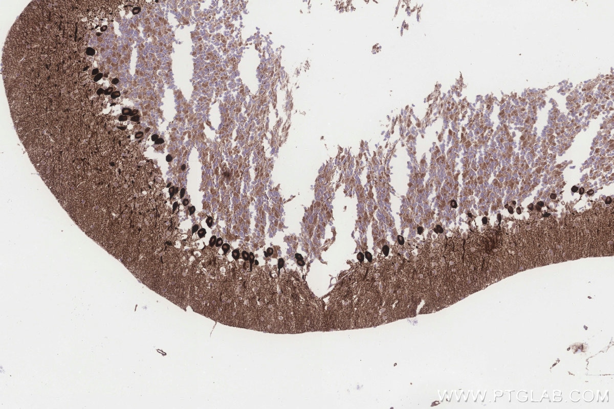 Immunohistochemistry (IHC) staining of mouse cerebellum tissue using BCDIN3D Recombinant monoclonal antibody (83309-1-RR)