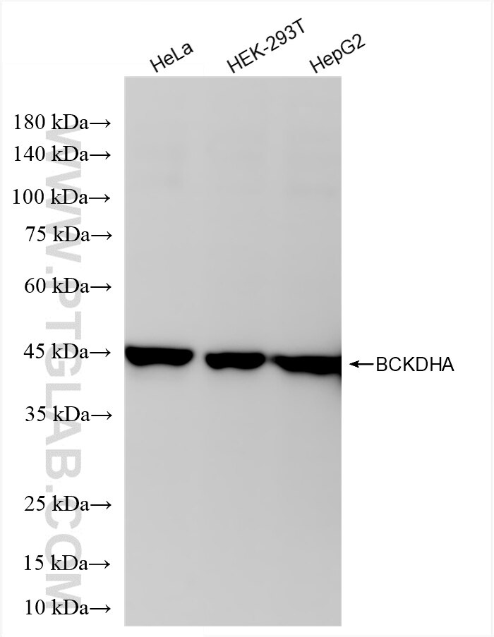 Western Blot (WB) analysis of various lysates using BCKDHA Recombinant antibody (85799-3-RR)