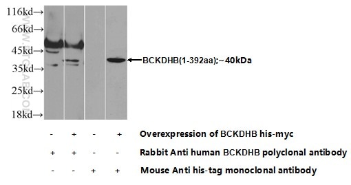 Western Blot (WB) analysis of Transfected HEK-293 cells using BCKDHB Polyclonal antibody (13685-1-AP)