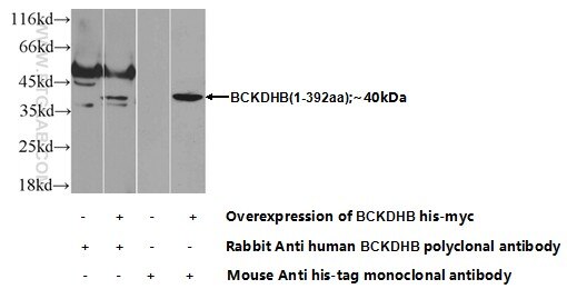 WB analysis of Transfected HEK-293 using 13685-1-AP