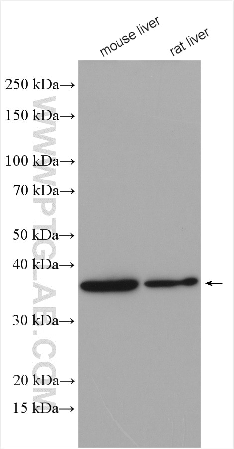 Western Blot (WB) analysis of various lysates using BCKDHB Polyclonal antibody (13685-1-AP)