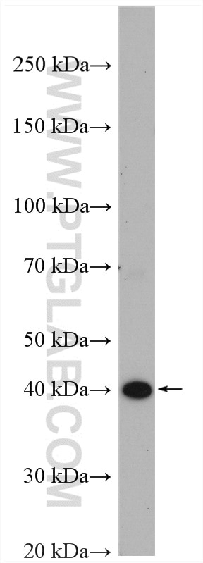 Western Blot (WB) analysis of mouse pancreas tissue using BCKDK Polyclonal antibody (15718-1-AP)