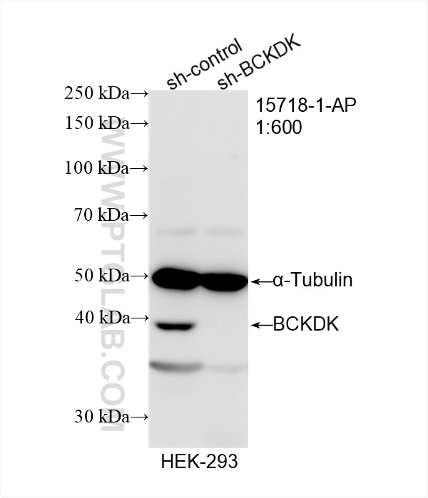 Western Blot (WB) analysis of HEK-293 cells using BCKDK Polyclonal antibody (15718-1-AP)