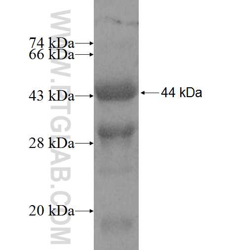 BCKDK fusion protein Ag8371 SDS-PAGE