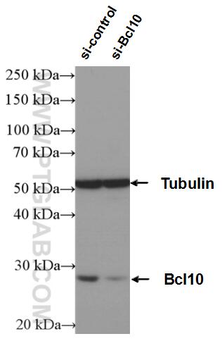 Western Blot (WB) analysis of K-562 cells using BCL10 Polyclonal antibody (17732-1-AP)