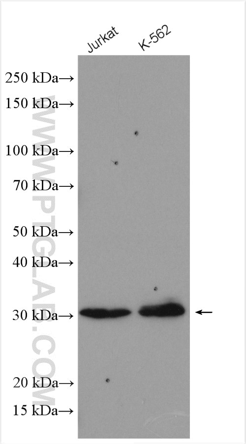 Western Blot (WB) analysis of various lysates using BCL10 Polyclonal antibody (17732-1-AP)