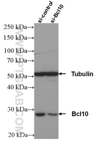 Western Blot (WB) analysis of K-562 cells using BCL10 Polyclonal antibody (50180-1-AP)