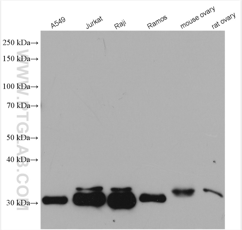 Western Blot (WB) analysis of various lysates using BCL10 Polyclonal antibody (50180-1-AP)