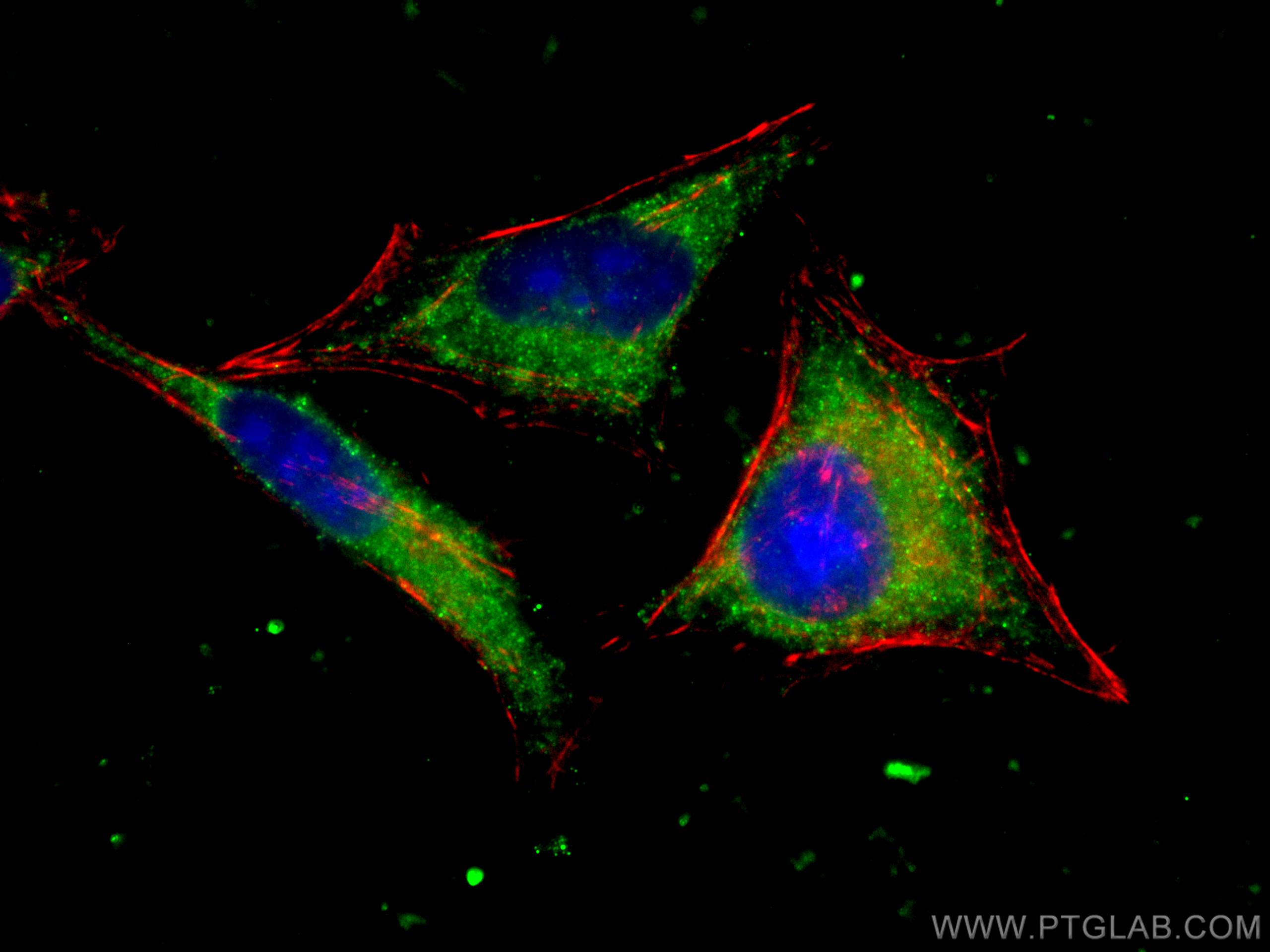 Immunofluorescence (IF) / fluorescent staining of HepG2 cells using BCL10 Monoclonal antibody (66556-1-Ig)
