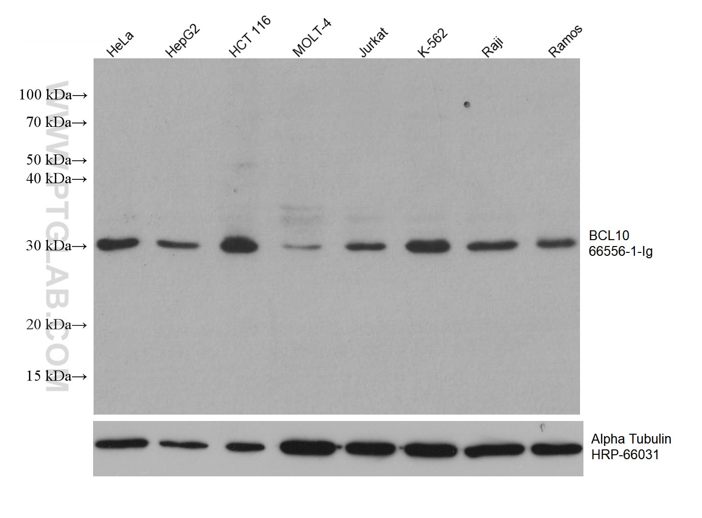 Western Blot (WB) analysis of various lysates using BCL10 Monoclonal antibody (66556-1-Ig)