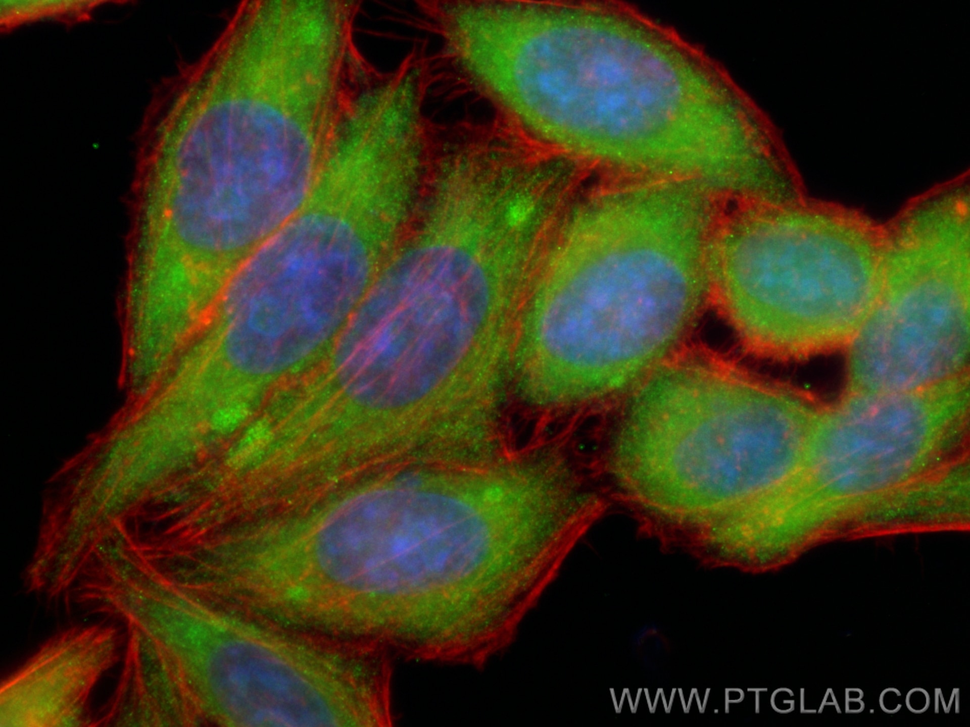 Immunofluorescence (IF) / fluorescent staining of HepG2 cells using CoraLite® Plus 488-conjugated BCL10 Polyclonal ant (CL488-17732)