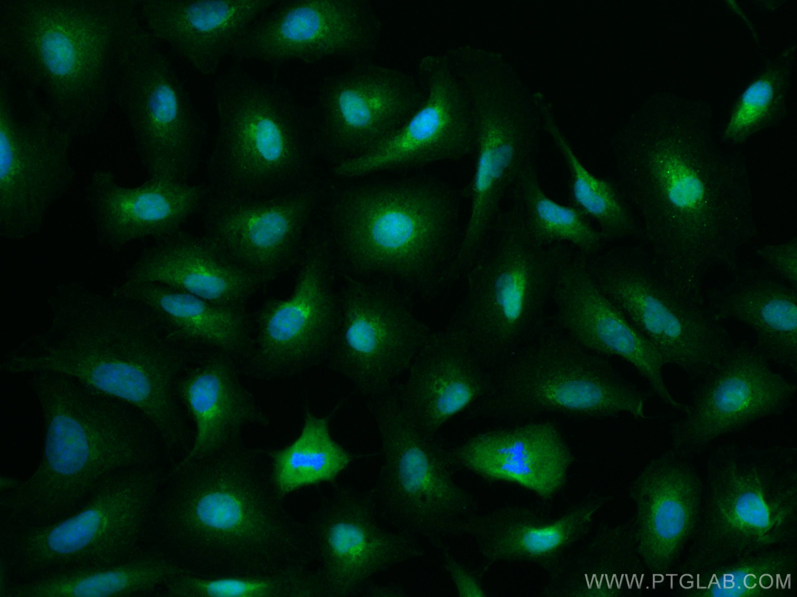 Immunofluorescence (IF) / fluorescent staining of A549 cells using CoraLite® Plus 488-conjugated BCL10 Polyclonal ant (CL488-50180)