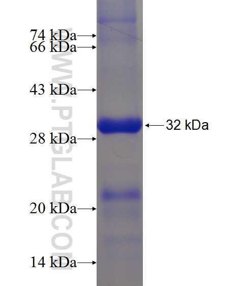 BCL10 fusion protein Ag12162 SDS-PAGE