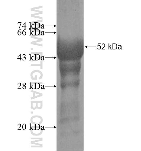 BCL10 fusion protein Ag12170 SDS-PAGE