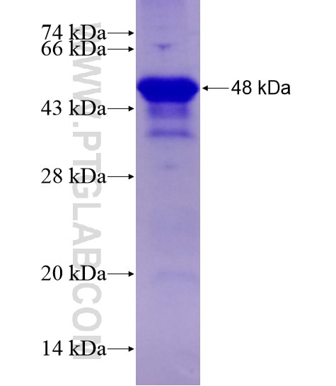 BCL11A fusion protein Ag28648 SDS-PAGE