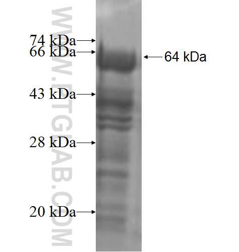BCL11A fusion protein Ag2187 SDS-PAGE