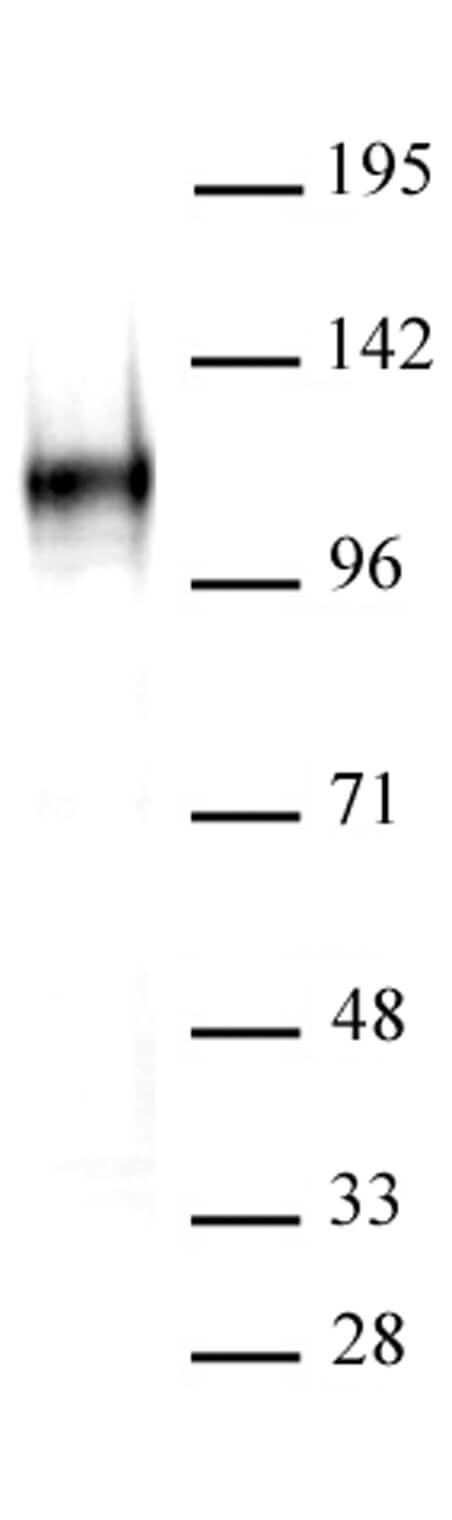 BCL11A antibody (mAb) tested by Western blot. HeLa nuclear extract (35 ug per lane) probed with BCL11A antibody at 2 ug/ml dilution.
