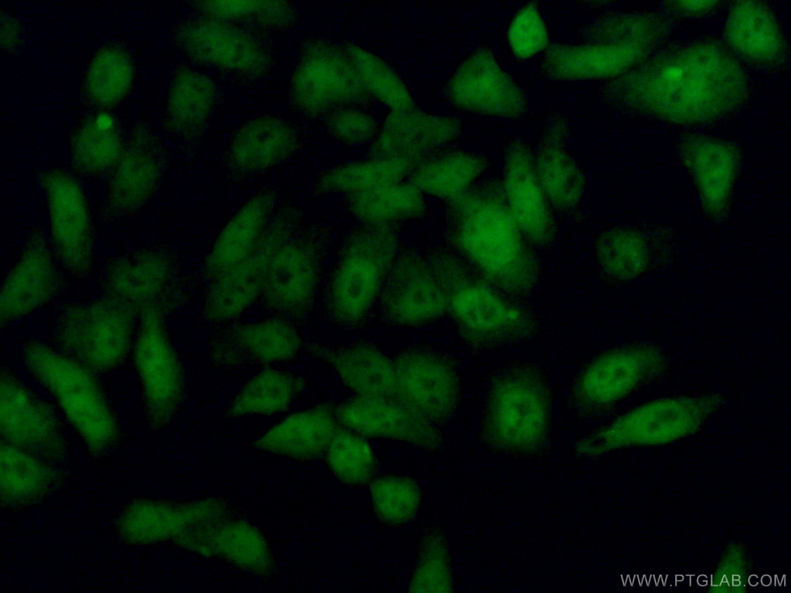Immunofluorescence (IF) / fluorescent staining of HepG2 cells using BCL11B Polyclonal antibody (55414-1-AP)