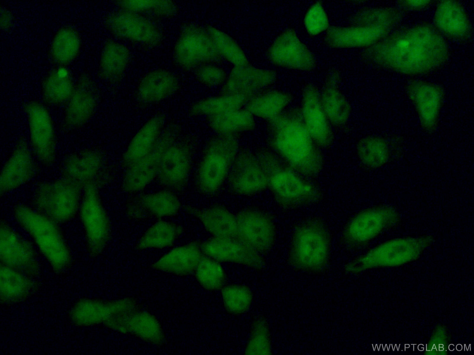 IF Staining of HepG2 using 55414-1-AP