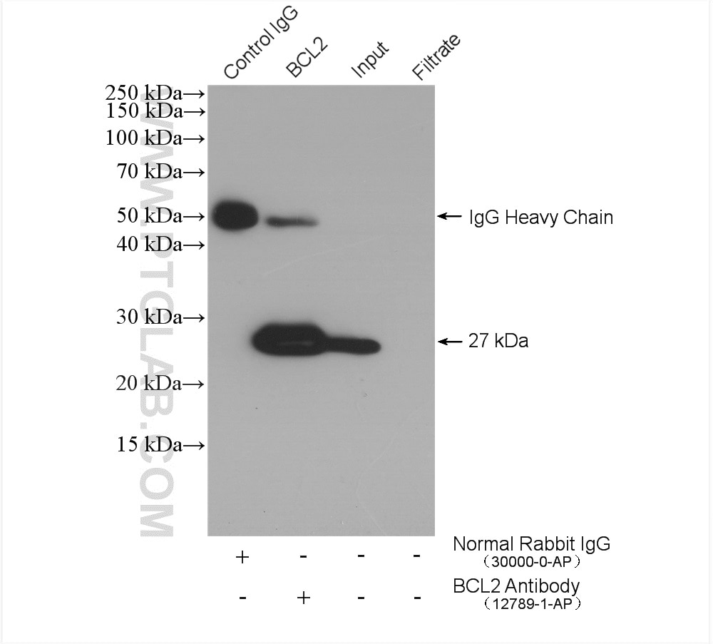 Immunoprecipitation (IP) experiment of HL-60 cells using human BCL2 Polyclonal antibody (12789-1-AP)