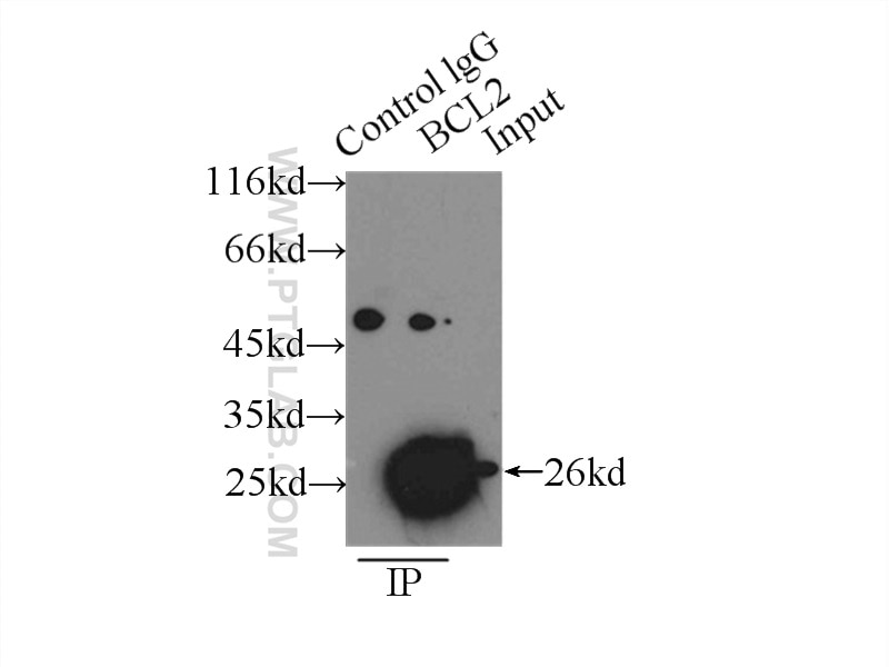 Immunoprecipitation (IP) experiment of HepG2 cells using human BCL2 Polyclonal antibody (12789-1-AP)