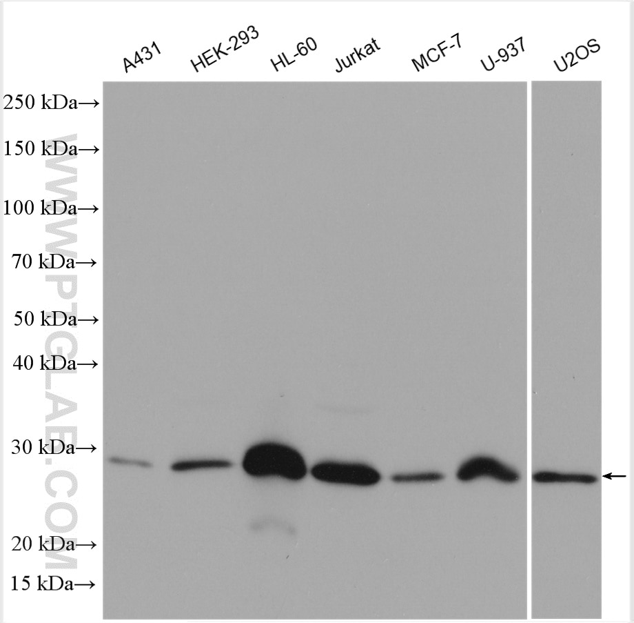 Western Blot (WB) analysis of A431 cells using human BCL2 Polyclonal antibody (12789-1-AP)