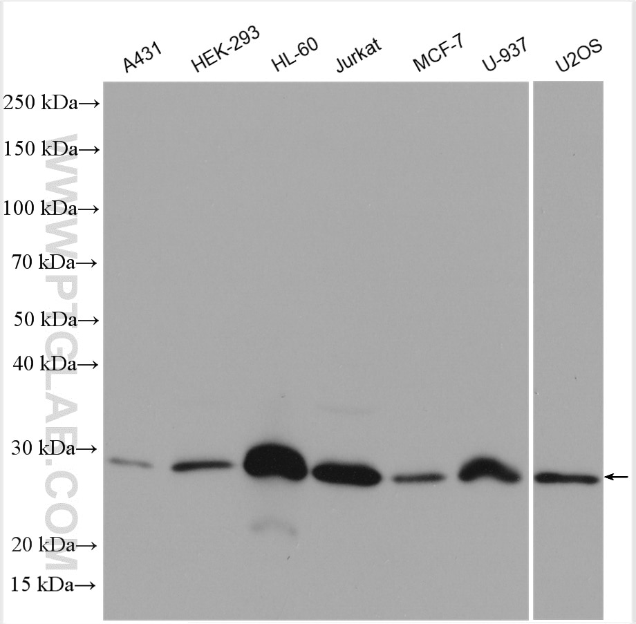 WB analysis of A431 using 12789-1-AP