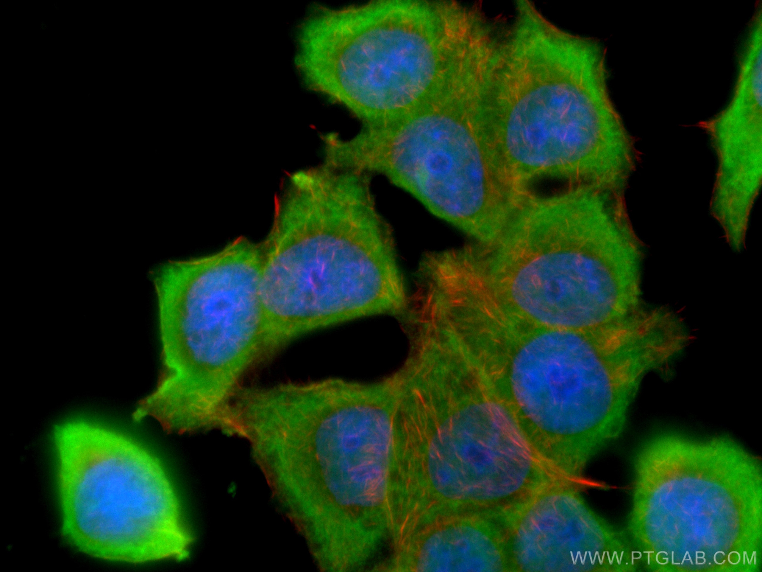 Immunofluorescence (IF) / fluorescent staining of MCF-7 cells using BCL2 Monoclonal antibody (60178-1-Ig)