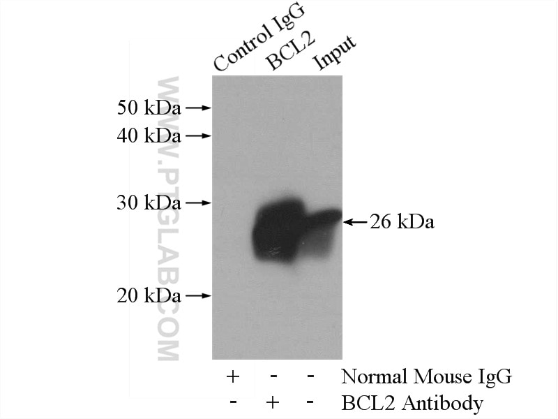 Immunoprecipitation (IP) experiment of U-937 cells using BCL2 Monoclonal antibody (60178-1-Ig)