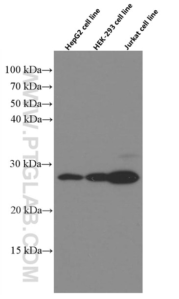 Western Blot (WB) analysis of various lysates using BCL2 Monoclonal antibody (60178-1-Ig)