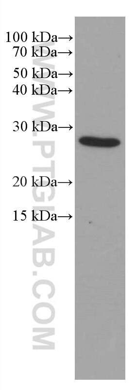 Western Blot (WB) analysis of pig spleen tissue using BCL2 Monoclonal antibody (60178-1-Ig)