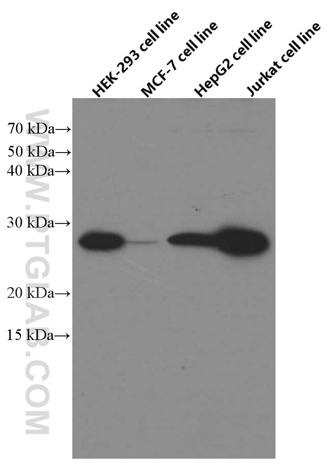 Western Blot (WB) analysis of various lysates using BCL2 Monoclonal antibody (60178-1-Ig)