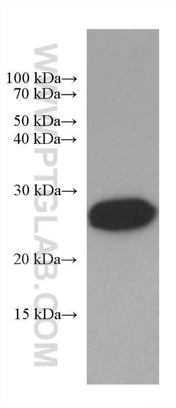 Western Blot (WB) analysis of THP-1 cells using BCL2 Monoclonal antibody (60178-1-Ig)