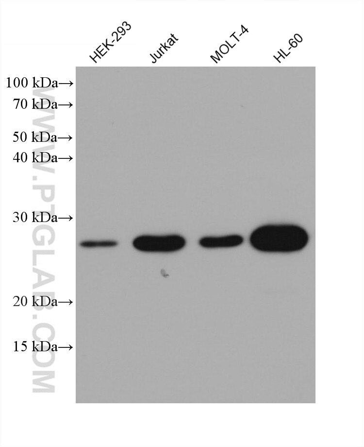 Western Blot (WB) analysis of HEK-293 cells using BCL2 Monoclonal antibody (60178-1-Ig)