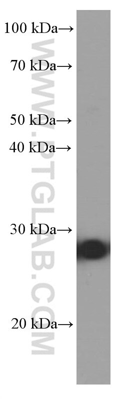 Western Blot (WB) analysis of U-937 cells using BCL2 Monoclonal antibody (60178-1-Ig)
