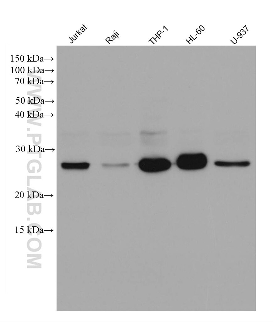 Western Blot (WB) analysis of various lysates using BCL2 Recombinant antibody (80313-1-RR)