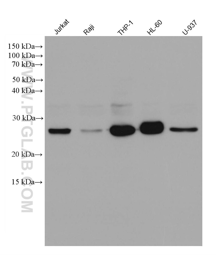 WB analysis using 80313-1-RR