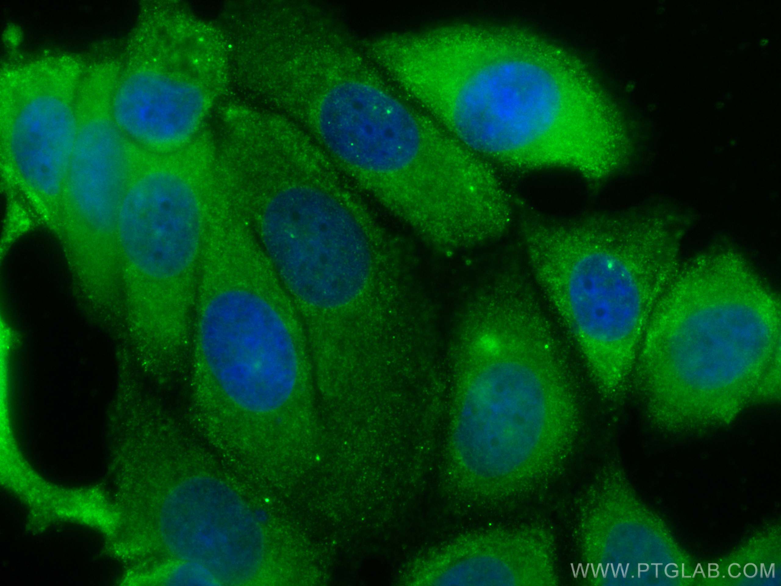 Immunofluorescence (IF) / fluorescent staining of MCF-7 cells using CoraLite® Plus 488-conjugated BCL2 Monoclonal anti (CL488-60178)