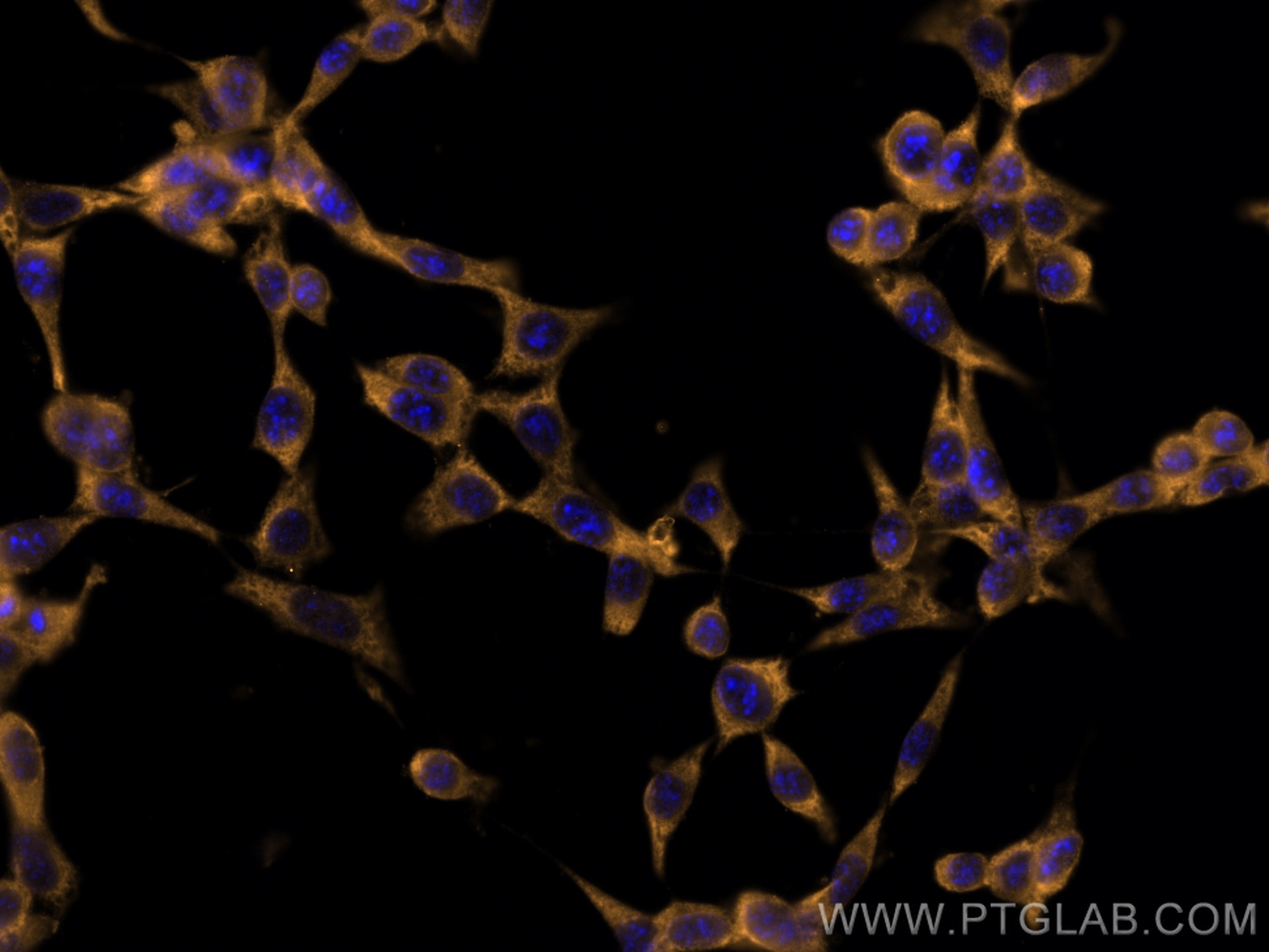Immunofluorescence (IF) / fluorescent staining of NIH/3T3 cells using CoraLite®555-conjugated BCL2 Monoclonal antibody (CL555-60178)