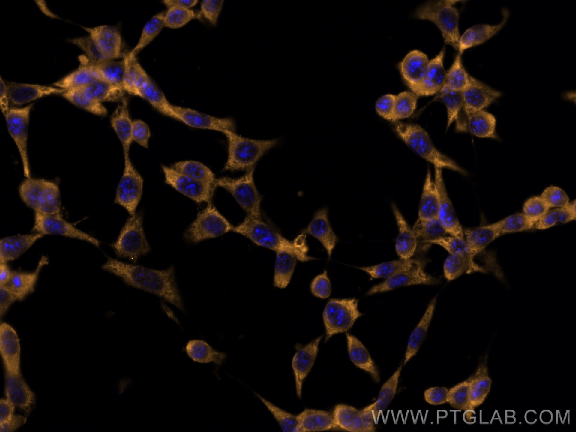 Immunofluorescence (IF) / fluorescent staining of NIH/3T3 cells using CoraLite®555-conjugated BCL2 Monoclonal antibody (CL555-60178)