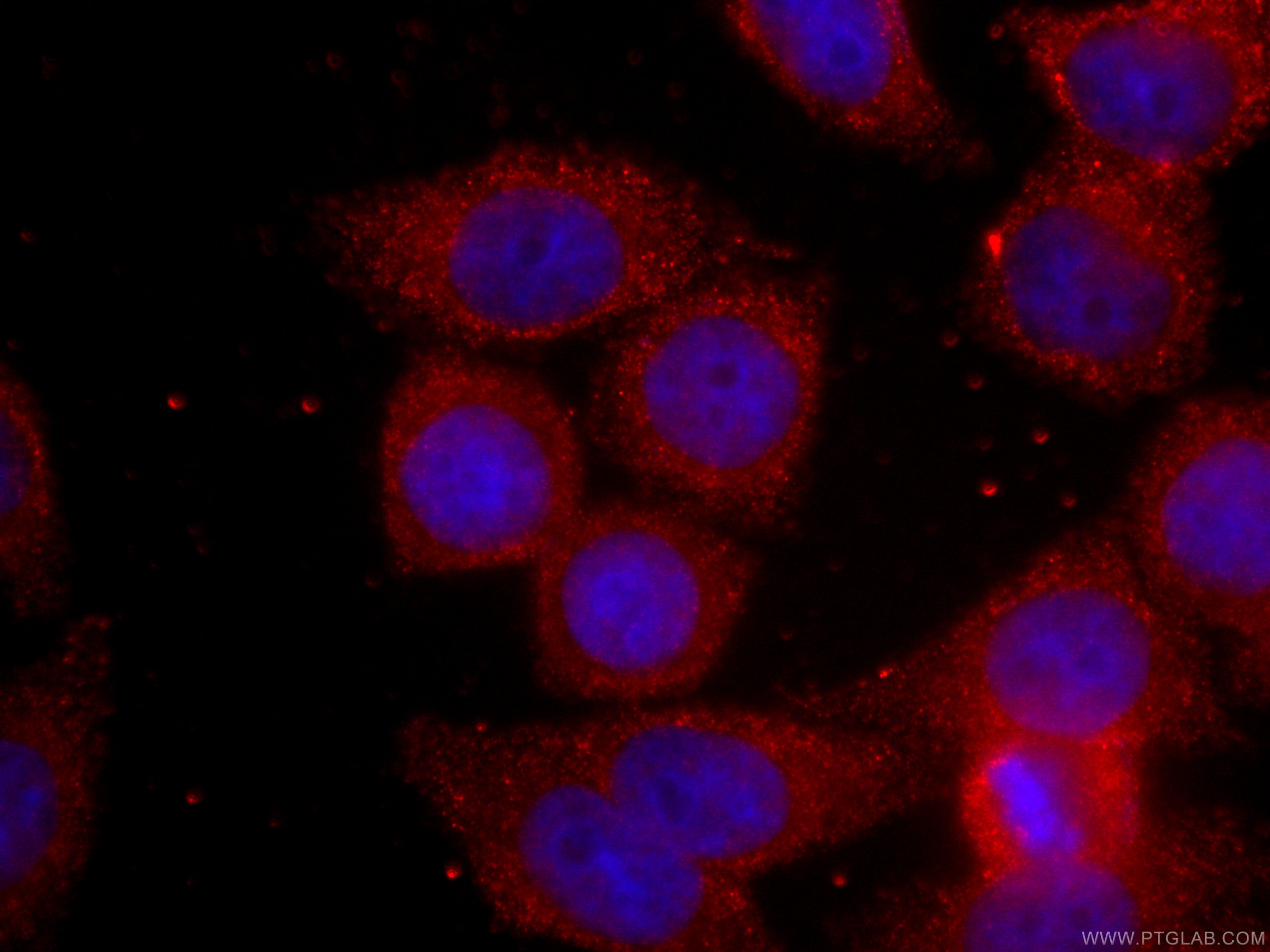 Immunofluorescence (IF) / fluorescent staining of HeLa cells using CoraLite®594-conjugated BCL2 Monoclonal antibody (CL594-60178)