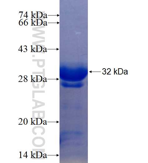 BCL2 fusion protein Ag26118 SDS-PAGE