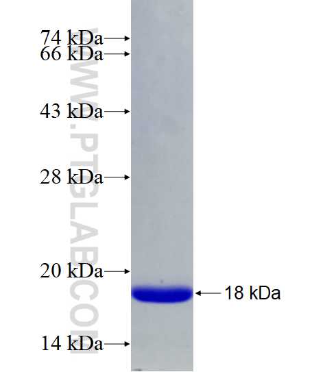 BCL2 fusion protein Ag27874 SDS-PAGE