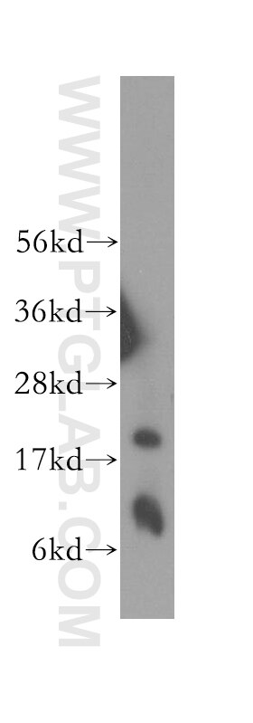 BFL-1/A1 Polyclonal antibody